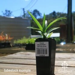 Yucca Elephantipes - Soft-tip Yucca -GARDEN Shop apo yucca soft tip tubestock