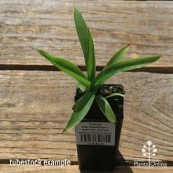 Yucca Elephantipes - Soft-tip Yucca -GARDEN Shop apo yucca soft tip tubestock top