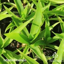 Yucca Elephantipes - Soft-tip Yucca -GARDEN Shop apo yucca soft tip tubestock top 1