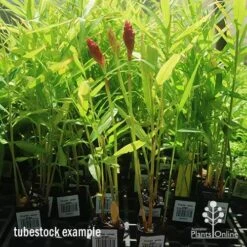 Zingiber - Edible Ginger -GARDEN Shop apo zingiber flower tubestock