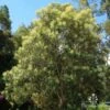 Grevillea Baileyana - Brown Silky Oak -GARDEN Shop aps tree 1