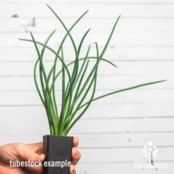 GARDEN Shop -GARDEN Shop ausplantsonline agave gem tube