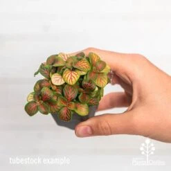 Fittonia Skeleton - Snakeskin Plant -GARDEN Shop ausplantsonline fittonia skeleton tube