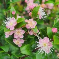 Austromyrtus Blush - Pink Midgem Berry -GARDEN Shop austromyrtus blush close