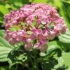 Hydrangea Ayesha 4 Hydrangea Ayesha -GARDEN Shop ayesha hydrangea in sun