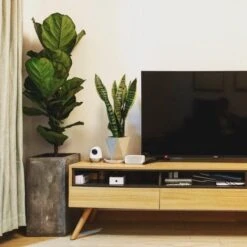 Ficus Lyrata Bambino - Fiddle Leaf Fig 15 Ficus Lyrata Bambino - Fiddle Leaf Fig -GARDEN Shop bambino tv