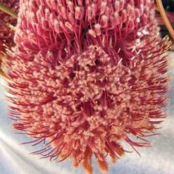 Banksia Blechnifolia -GARDEN Shop banksia blechnifolia flickr nhq crop