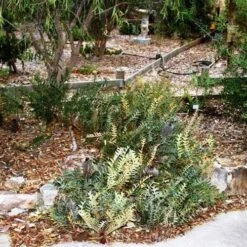 Banksia Blechnifolia -GARDEN Shop banksia blechnifolia flickr sydney oats 3