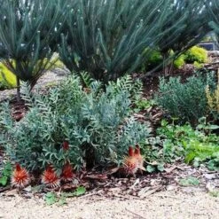 Banksia Blechnifolia -GARDEN Shop banksia candles mt barker