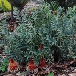 Banksia Blechnifolia -GARDEN Shop banksia candles mt barker crop