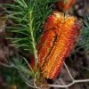 Banksia Spinulosa - Hairpin Banksia