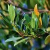 Laurus Miles Choice - Bay Tree -GARDEN Shop bay leaves