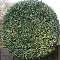 Laurus Miles Choice - Bay Tree -GARDEN Shop baytree flickr brian snelson 500