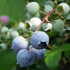 Blueberry Misty -GARDEN Shop bilberry american closeup 1