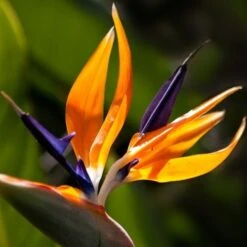 Strelitzia Reginae - Bird Of Paradise -GARDEN Shop bird of paradise close