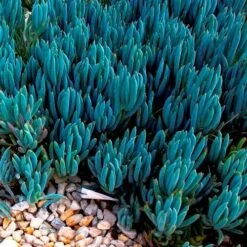 Senecio Chalk Sticks - Succulent 18 Senecio Chalk Sticks - Succulent -GARDEN Shop blue chalk sticks groundcover
