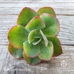 Echeveria Blue Curls - Succulent -GARDEN Shop blue curls