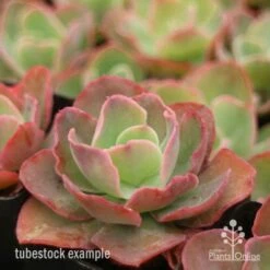 Echeveria Blue Curls - Succulent -GARDEN Shop blue curls side