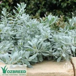 Eremophila Blue Horizon - Emu Bush -GARDEN Shop blue horizon stone wall