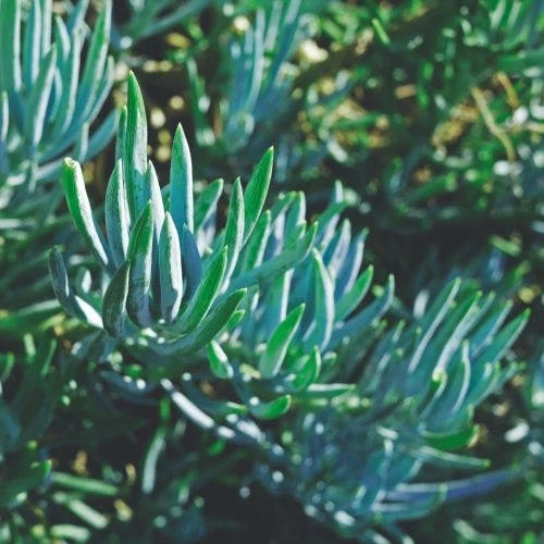 Senecio Chalk Sticks - Succulent 2 Senecio Chalk Sticks - Succulent - Image 2