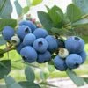 Blueberry Brightwell -GARDEN Shop blueberry brightwell