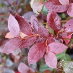 Blueberry Misty -GARDEN Shop blueberry misty autumn colour