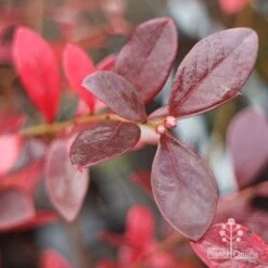 Blueberry Sunshine Blue 19 Blueberry Sunshine Blue -GARDEN Shop blueberry sunshine autumn colour