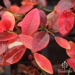 Blueberry Sunshine Blue 17 Blueberry Sunshine Blue -GARDEN Shop blueberry sunshine blue autumn colour