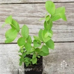 Blueberry Brightwell -GARDEN Shop blueberry tube 3