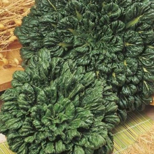 Bok Choi - Seed 3 Bok Choi - Seed - Image 3