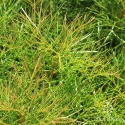 Grevillea Bon Accord -GARDEN Shop bon accord grevillea foliage