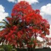 Illawarra Flame Tree - Brachychiton -GARDEN Shop brachychiton acerifolius