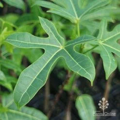 Illawarra Flame Tree - Brachychiton 18 Illawarra Flame Tree - Brachychiton -GARDEN Shop brachychiton acerifolius leaf