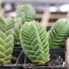 Crassula Buddha’s Temple - Succulent 21 Crassula Buddha’s Temple - Succulent -GARDEN Shop buddhas temple tubestock