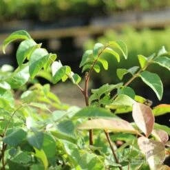 Burdekin Plum - Pleiogynium -GARDEN Shop burdekin shoot