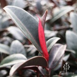 Ficus Elastica Burgundy - Rubber Plant -GARDEN Shop burgundy new leaf red