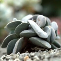 Crassula Dubia - Succulent -GARDEN Shop cactus dubai 1