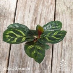 Calathea Makoyana - Peacock Plant 12 Calathea Makoyana - Peacock Plant -GARDEN Shop calathea makoyane leaf 1