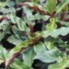 Calathea Rufibarba - Velvet Calathea -GARDEN Shop calathea plant 1