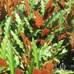 Calathea Rufibarba - Velvet Calathea 8 Calathea Rufibarba - Velvet Calathea -GARDEN Shop calathea sunlit 500 1