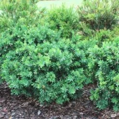 Callistemon Better John 13 Callistemon Better John -GARDEN Shop callistemon better john bushes