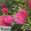 Callistemon Fluro Burst -GARDEN Shop callistemon fluro burst