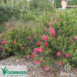 Callistemon Fluro Burst 22 Callistemon Fluro Burst -GARDEN Shop callistemon fluro burst bush