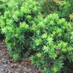 Callistemon Green John -GARDEN Shop callistemon green john 500