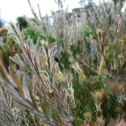 Callistemon Summer Days™ -GARDEN Shop callistemon summer days foliage