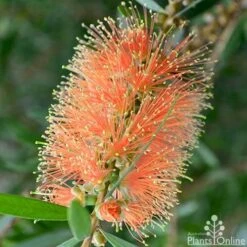 Callistemon Tangerine Dream 15 Callistemon Tangerine Dream -GARDEN Shop callistemon tangerine dream