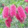 Callistemon Taree Pink -GARDEN Shop callistemon taree pink
