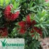 Callistemon Better John -GARDEN Shop callistemon better john flower