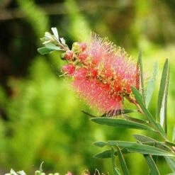 Callistemon Pink Champagne 16 Callistemon Pink Champagne -GARDEN Shop callistemon pink champagne 5