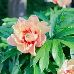 Peony Canary Brilliants - 1 Bulb 13 Peony Canary Brilliants - 1 Bulb -GARDEN Shop canary brilliants
